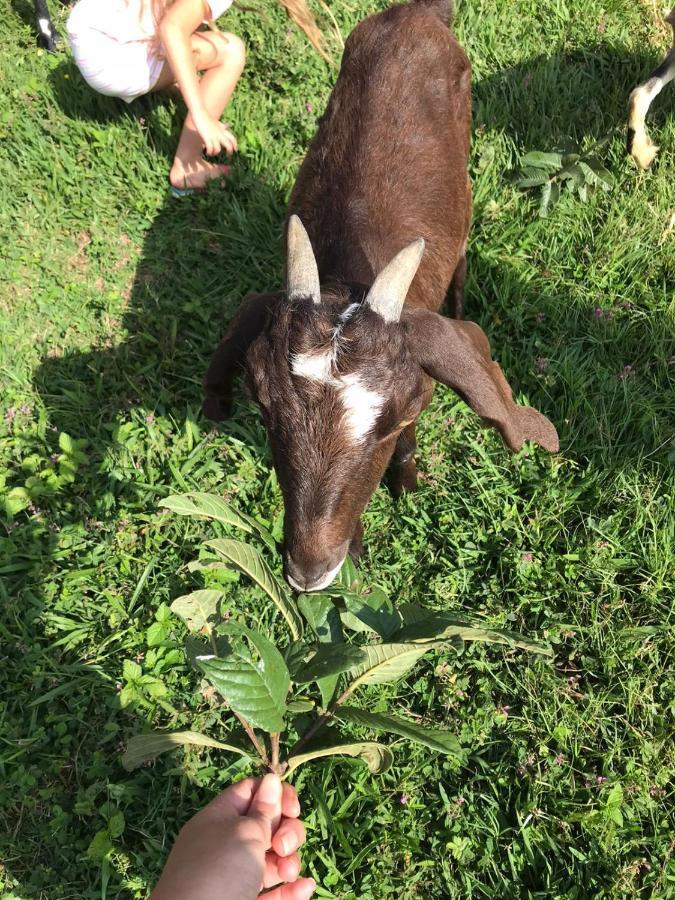 Sertao Veredas Hotel Fazenda Paraopeba エクステリア 写真